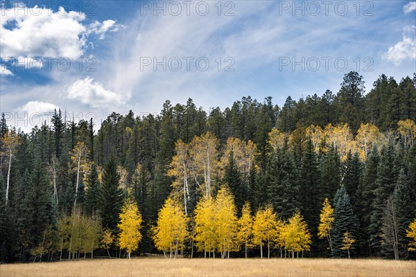 Autumnally colored Common aspens (Populus tremula) between Coniferous Forest