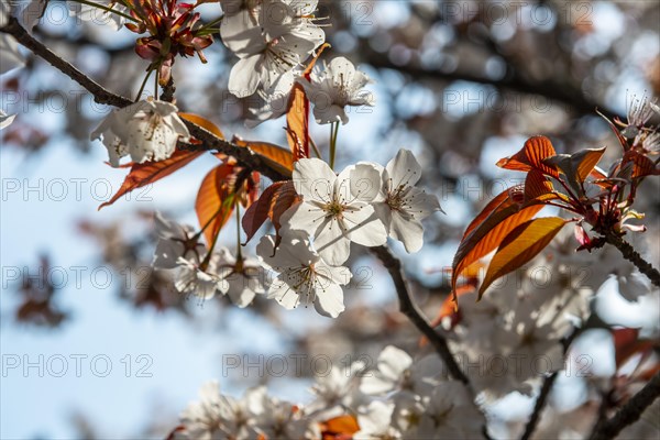 Flowering cherry blossoms in spring