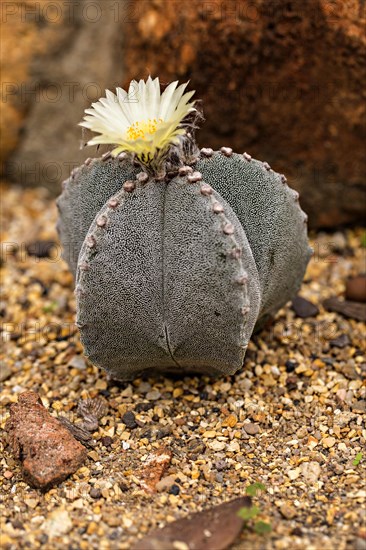 Bishop's Cap Cactus (Astrophytum myriostigma)