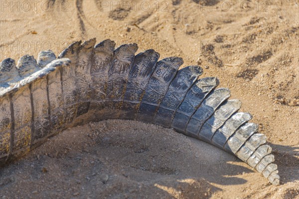 Tail of a Nile Crocodile (Crocodylus niloticus)