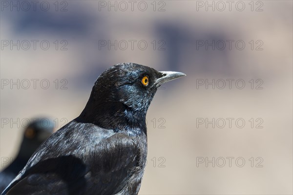 Pale-winged Starling (Onychognathus nabouroup)