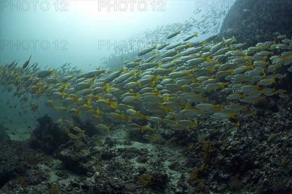 Yellowtail Snapper (Ocyurus chrysurus)