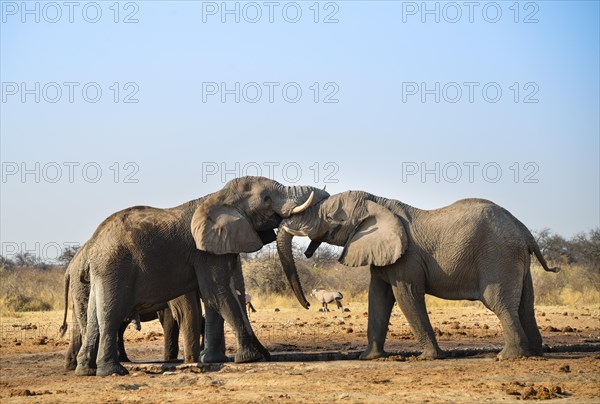 Two elephants playfully fighting