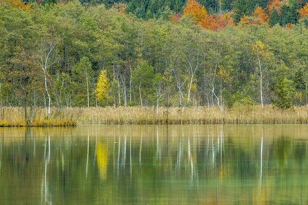 Autumn forest with its reflection in Almsee lake