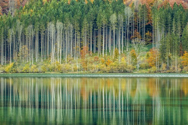 Autumn forest with its reflection in Almsee lake