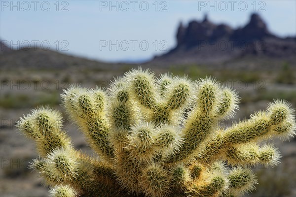 Cholla Cactus