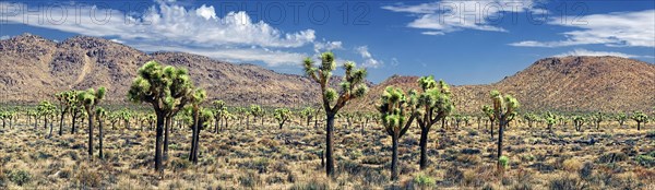 Joshua Trees or Palm Tree Yuccas (Yucca brevifolia)