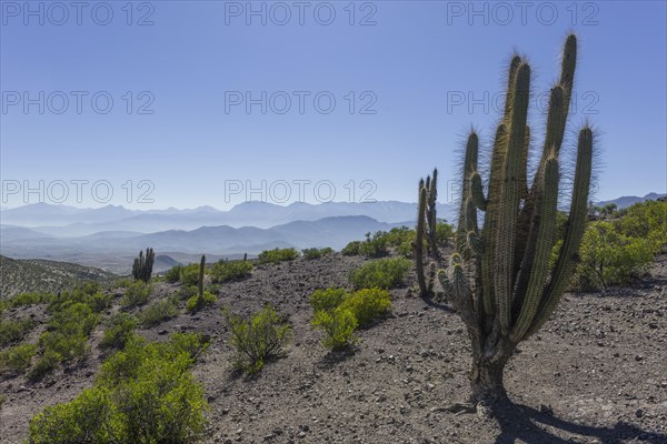 View from a mountain pass onto the barren landscape with a Copao Cactus (Eulychnia acida Phil.)