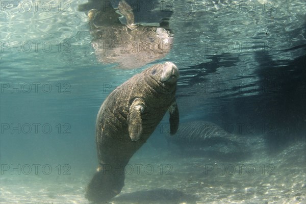 West Indian Manatee or Sea Cow (Trichechus manatus)