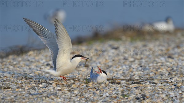 Common Tern (Sterna hirundo)