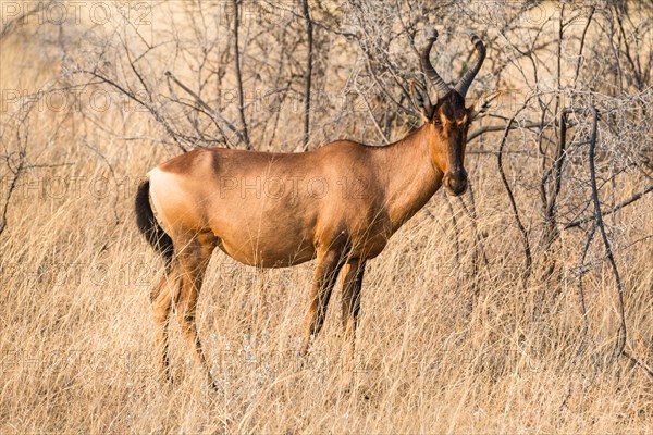 Hartebeest (Alcelaphus buselaphus)