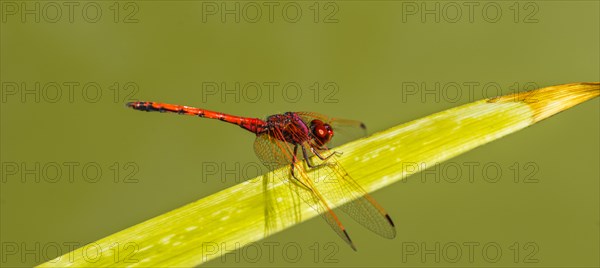 Red-veined Darter (Sympetrum fonscolombii) on leaf