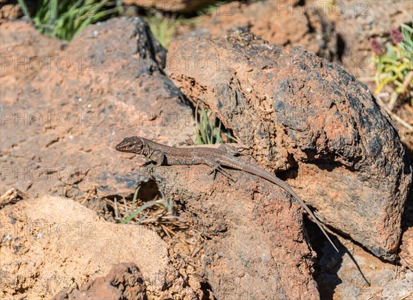 Tenerife Lizard (Gallotia galloti) basking on a rock