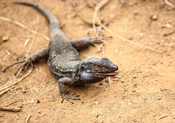 Tenerife Lizard (Gallotia galloti)