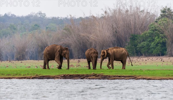 Asian elephant or Indian elephant (Elephas maximus)