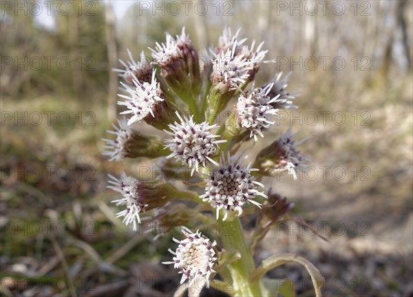 White Butterbur (Petasites albus)