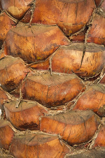 Trunk of a Date Palm (Phoenix dactylifera) in the evening light