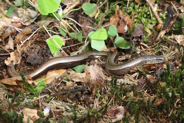 Slow Worm (Anguis fragilis) crawling across the forest floor