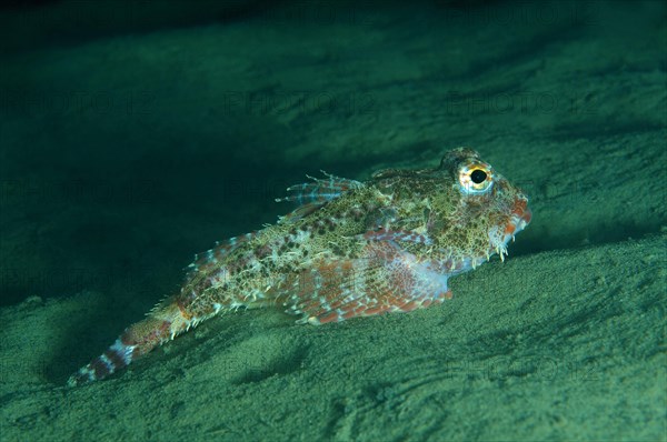 Antlered Sculpin (Enophrys diceraus )