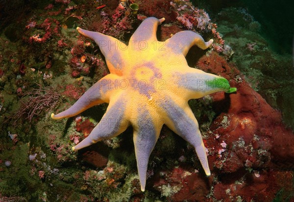 Pacific Sun Star (Solaster pacificus)