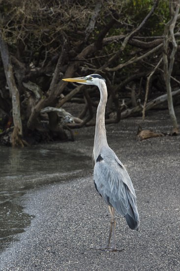 Great blue Heron (Ardea herodias)