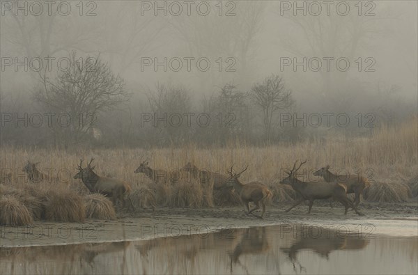 Red Deer (Cervus elaphus) in the morning fog