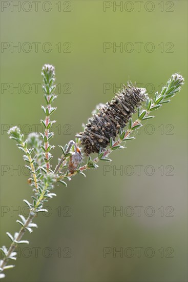 Cocoon of the Hellbrauner Moor-Sacktrager butterfly (Megalophanes viciella)