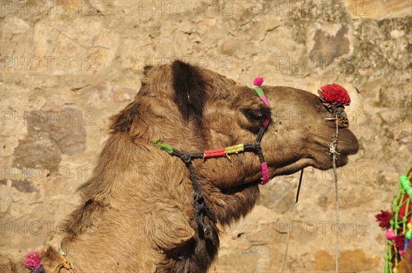 Camel