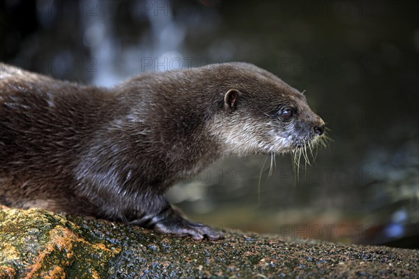 Oriental Small-clawed Otter (Amblonyx cinerea)