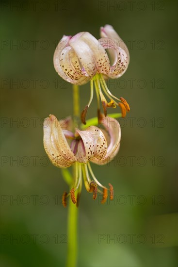 Turk's cap lily (Lilium martagon)