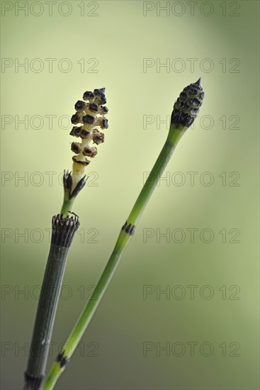 Water Horsetail (Equisetum fluviatile)