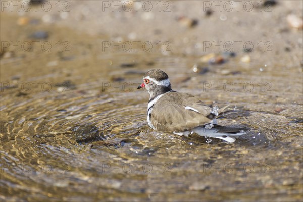 Three-banded Plover (Charadrius tricollaris)