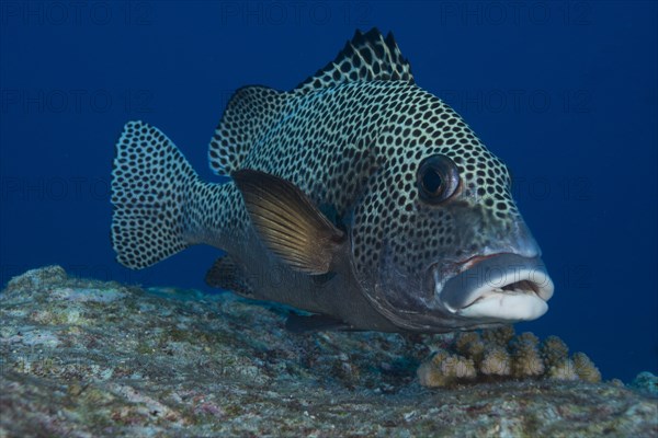 Harlequin Sweetlips (Plectorhinchus chaetodonoides)