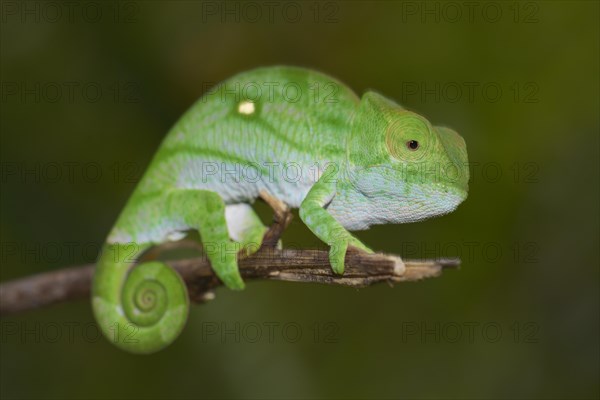 Parson's Chameleon (Calumma parsonii)