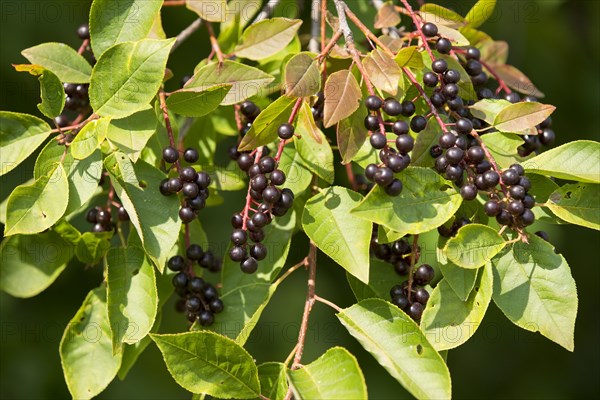 Common Dogwood (Cornus sanguinea)