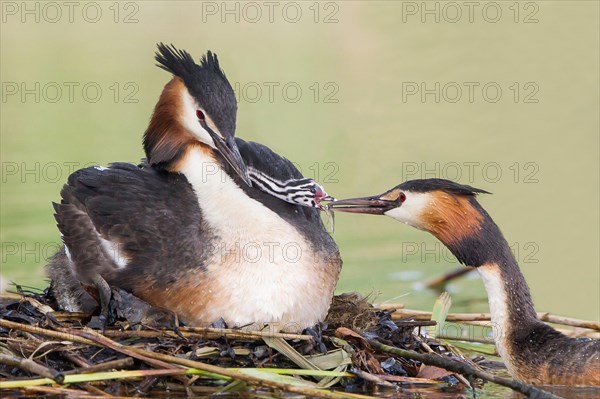 Great Crested Grebes (Podiceps cristatus)