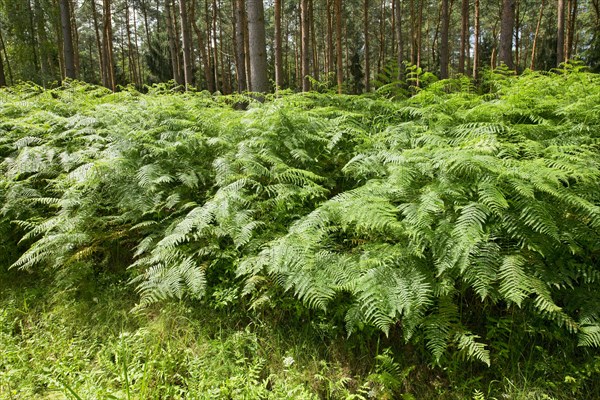 Bracken (Pteridium aquilinum)