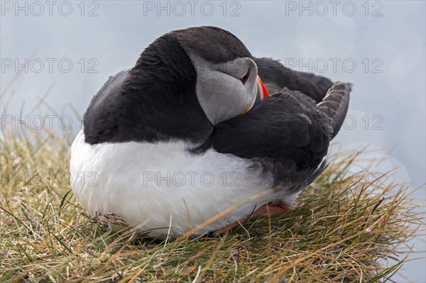 Puffin (Fratercula arctica)