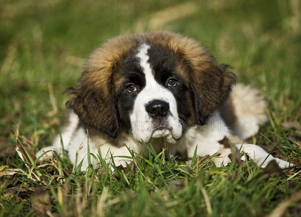 Saint Bernard puppy lying in the grass