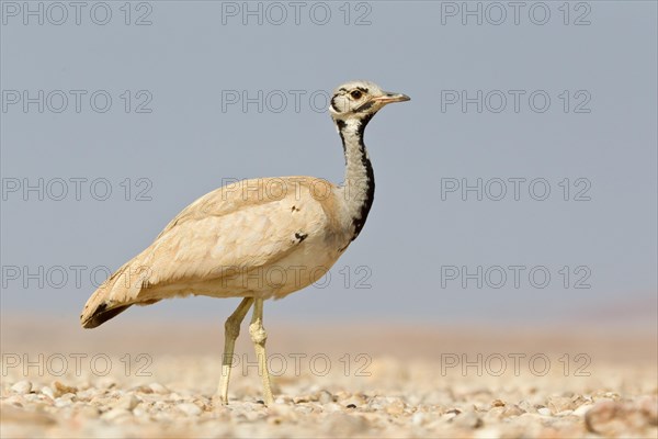 Ruppell's Korhaan or Ruppell's Bustard (Eupodotis rueppellii)