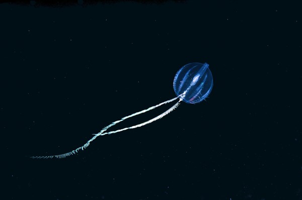 Sea Gooseberry (Pleurobrachia pileus)