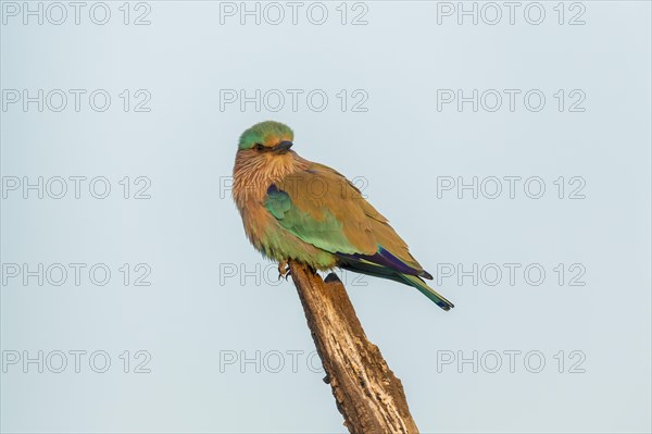 Indian Roller (Coracias benghalensis)