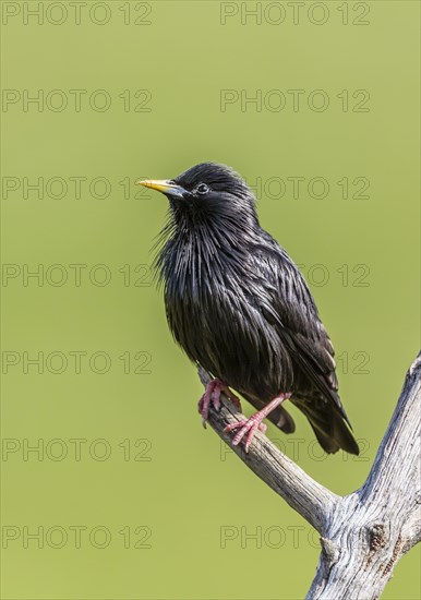 Spotless Starling (Sturnus unicolor)