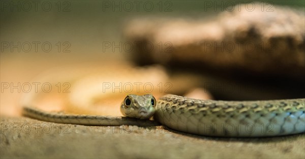 Namib Sand Snake (Psammophis namibensis)