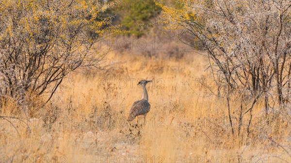 Kori Bustard (Ardeotis kori)