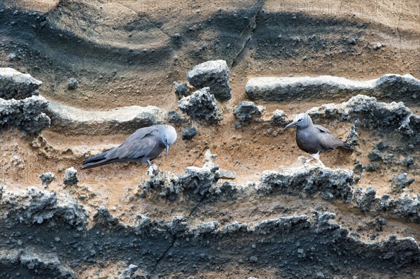 Galapagos Brown Noddies (Anous stolidus galapagensis)