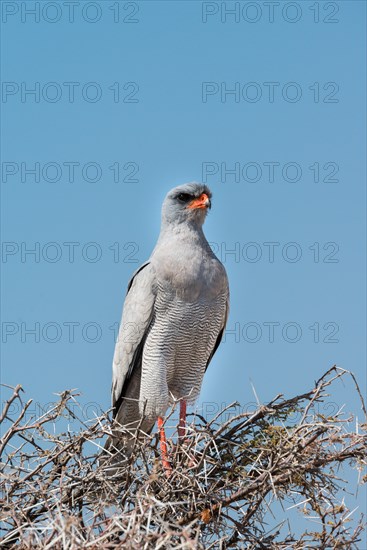 Eastern Chanting Goshawk (Melierax poliopterus) sitting in dry acacia