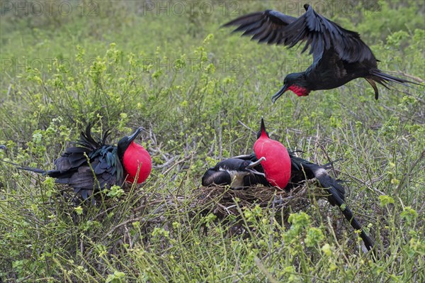 Great Frigatebirds (Fregata minor) nesting