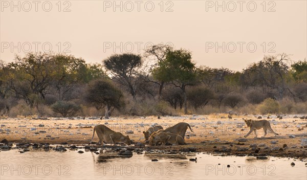 Pride of lions (Panthera leo) drinking at the Klein Namutoni waterhole