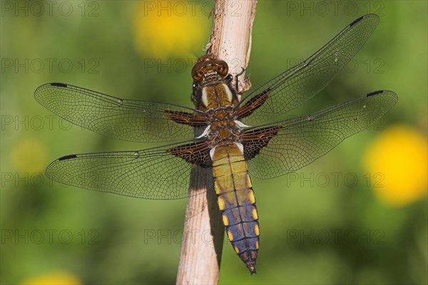 Broad-bodied Chaser or Broad-bodied Darter (Libellula depressa)